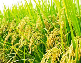 水稻空秕粒嚴重影響產量！五大防治措施千萬不要錯過