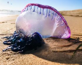 英國致命水母被衝上沙灘，如紫色大氣球，專家警告：遊客請避開