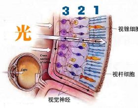 虎寶寶按月份取名宜用部首