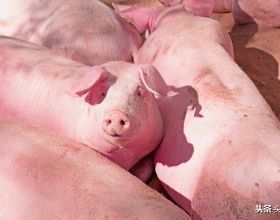 下半年豬價如何，春節前豬肉會漲價嗎？養豬人說