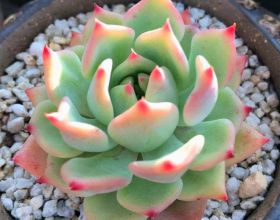 全球最具價值的十大品牌（2022年）