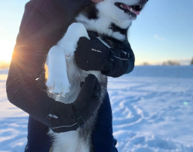 虎年話&OpenCurlyDoubleQuote;虎&rdquo;