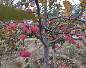 盆栽蘋果就是甜，孩子倆手一個都不夠，養護蘋果樹你做對了嗎