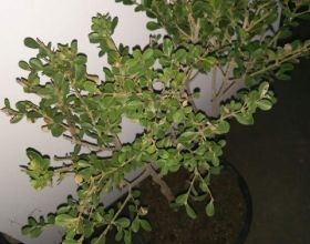 1種“天然矮”的植物，無需矮化，打造天然的瓜子黃楊盆景