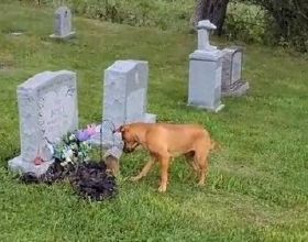 愛從未消失！狗子準確在墓地中找到4年前去世主人的墳墓