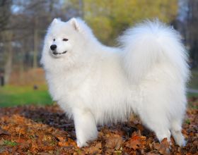 中國駐約翰內斯堡總領館提醒僑胞注意交通安全