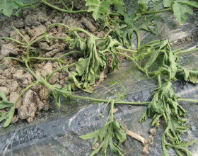 秒影工場簽約阿里巴巴，賦能電商創意廣告更具營銷力