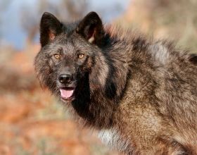 急性咽喉炎：中醫調節氣機，清火解毒治癒