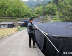 陝西32歲小夥紮根秦嶺深山，種了10多年靈芝，25畝一年淨掙百萬