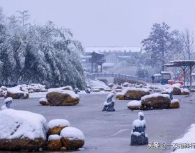 海賊王1009集：月獅雙嬌毀容長子，大媽捨棄馬爾科遁走