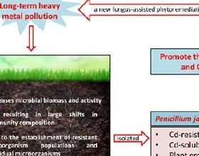 「技術前沿」植物-微生物聯合修復鎘汙染土壤研究進展 | Environmental Research