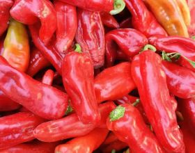 紅辣椒王國——焉耆盆地，這裡是新疆最大的紅辣椒生產基地