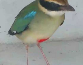 “鳥中西施”現身上海公園，全身羽毛有8種顏色，全國不到2000只