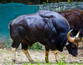 快沒了！舟山牛現存不到200頭，它們在舟山群島至少繁衍了300多年