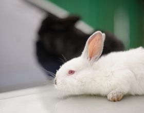 兔子耳蟎專用藥有哪些