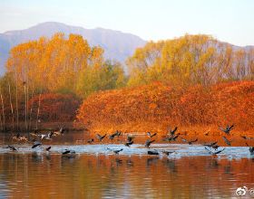 翠湖溼地公園迎來遷徙候鳥，公園迄今觀測記錄到262種野生鳥類