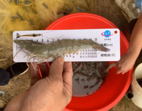 張大千頂禮膜拜的畫家，作品太美啦