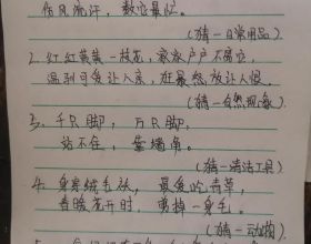 好心人士投餵流浪貓，發現一隻小喵骨骼驚奇，容貌英氣逼人