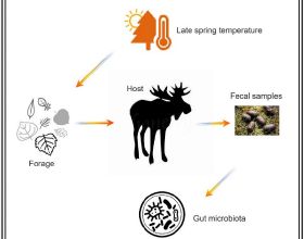 氣候變暖對駝鹿種群退縮的影響機制研究取得重要進展