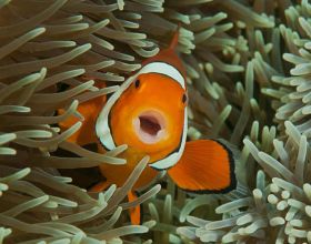 和珅賑災往粥裡丟沙子，文武百官罵聲一片，災民卻為何感恩戴德？