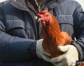 有公司找農民養雞，提供裝置包回收，還給予補貼，是餡餅還是陷阱