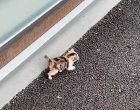 中國網際網路下西洋