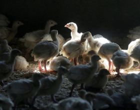 中國排球的&OpenCurlyDoubleQuote;匠人&rdquo; &mdash;&mdash;記排球裁判員張倩的圓夢之路