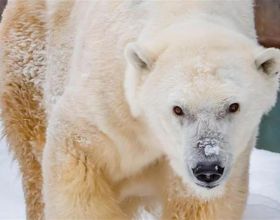北美最年長北極熊被安樂死，曾是動物園“團寵”