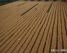 小麥的種植時間與種植方法