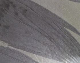 四川回鍋肉的正宗做法，牢記3個關鍵步驟，濃香可口，太費米飯了