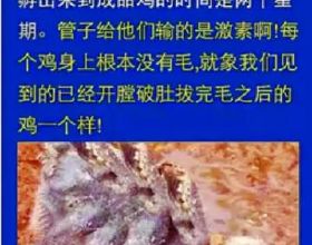 《艾爾登法環》測試玩家發現隱藏大熊BOSS