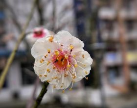 詩七首：時光如水太匆匆，帶走人生多少情