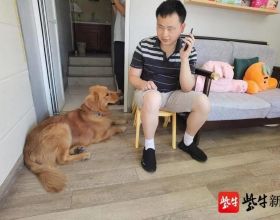 江蘇首隻導盲犬”退休”,接替它的是個會叼玩具哄小孩的”小暖男”