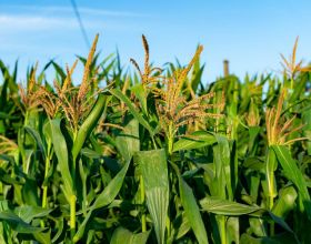 為什麼玉米收穫前不能削葉打頂，常用的促增產方法有哪些？