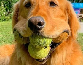 金毛獵犬有望打破世界紀錄，嘴裡叼6個網球，它是怎麼放進去的？
