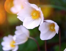 淺析博物館展示櫃的應用