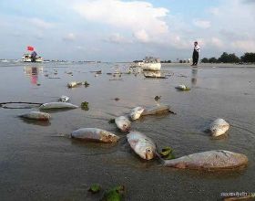 西班牙一鹹水湖現大量死魚，數量超5噸，英媒：怪中國人愛吃豬肉