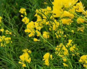 突發心梗，速效救心丸和硝酸甘油，哪個才能緊急救命？