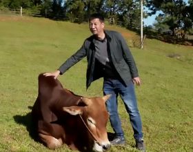 雲南大叔養牛13年，靠特色品種年入5000萬，帶領2萬多名村民致富