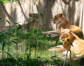 美國動物園的大貓們集體感染新冠，園方至今不知源頭是誰