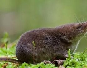 像老鼠的鼩鼱：世界上最小的哺乳動物