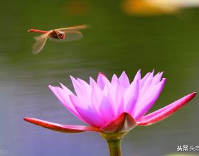 蜻蜓飛得又快又穩 蒼蠅呆在髒地方會生病嗎？