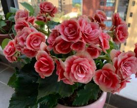 冬奧會 | 純潔奧運 我來守護——來自廣醫人的冬奧報道之三