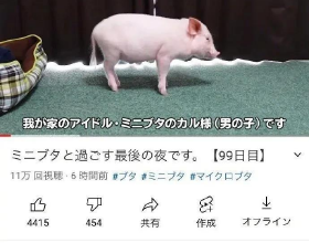 為了流量，日本網紅把養了100天的豬吃掉，隨後在罵聲中讓它復活
