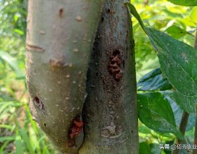 果樹體內鑽入蛀蟲，噴施農藥效果差，農業專家告訴你如何防治
