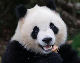大熊貓在美國“枯瘦如柴”，眾人請願讓它回家，究竟發生了什麼？
