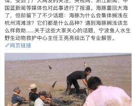上海金山12頭瓜頭鯨擱淺事故！為何會擱淺？救援難度究竟有多大？