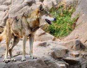 科普 | 消失的犬科動物——狼