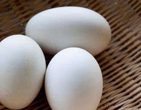 常吃鵝蛋，對身體有益還是有害？提醒：這4類人建議少吃鵝蛋為好