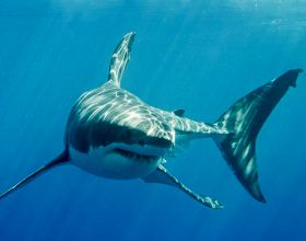 大白鯊能長到2000多公斤，超過最大咸水鱷，它們相遇結果會怎樣？